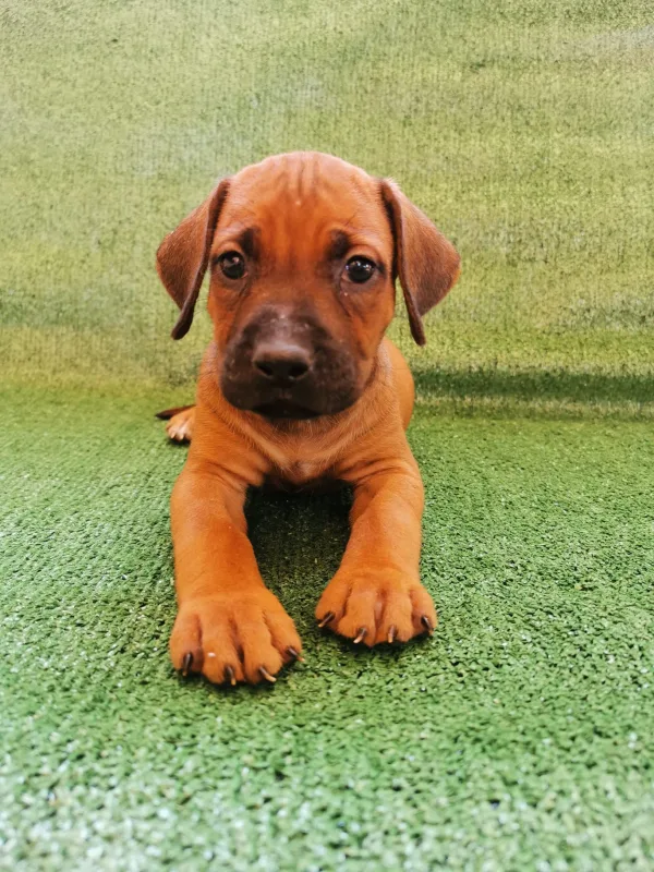 Plan de vacunación para cachorros en Alicante