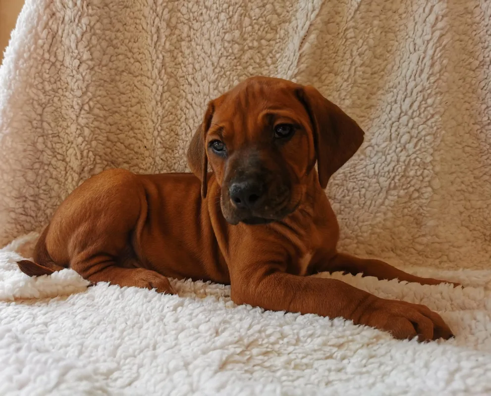 Vacuna de la rabia para perros en Alicante